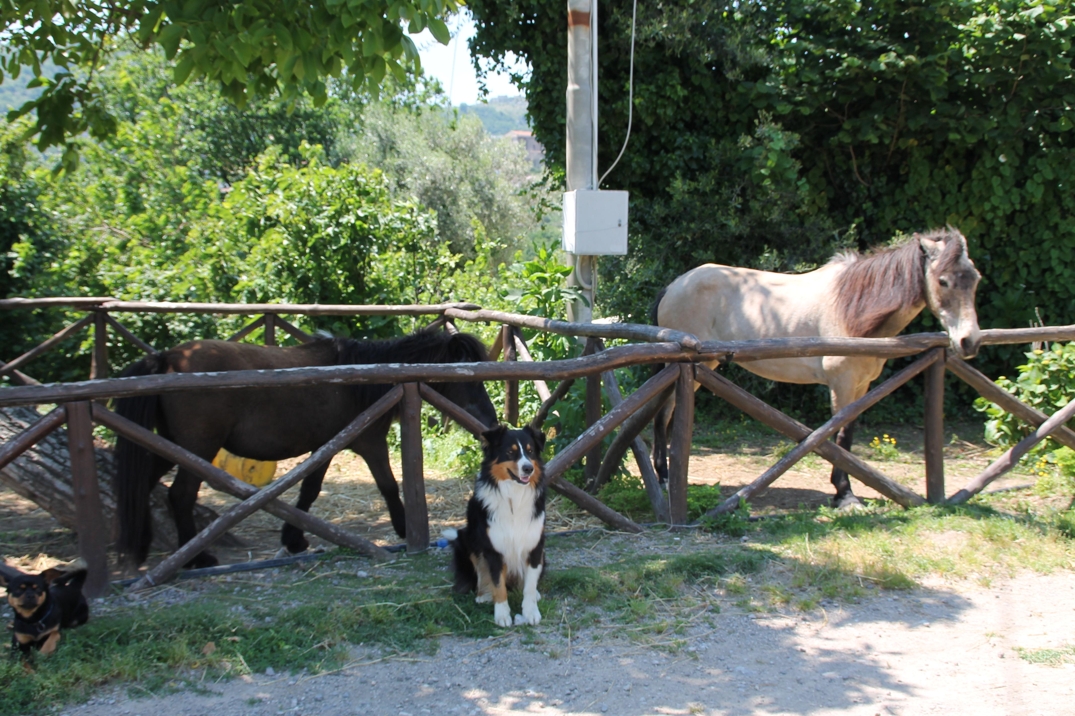 Agriturismo Piccolo Paradiso Piano di Sorrento Buitenkant foto