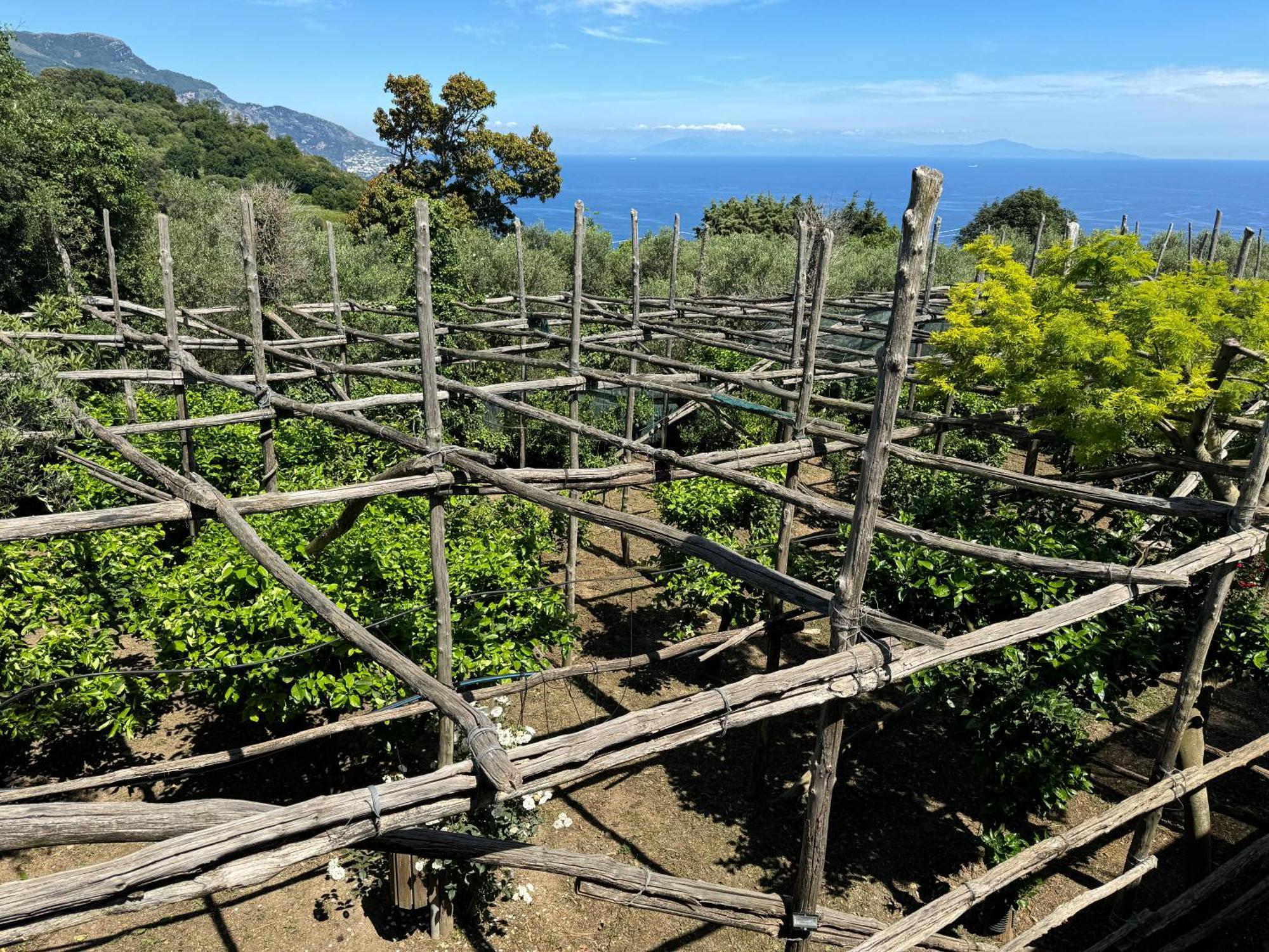 Agriturismo Piccolo Paradiso Piano di Sorrento Buitenkant foto