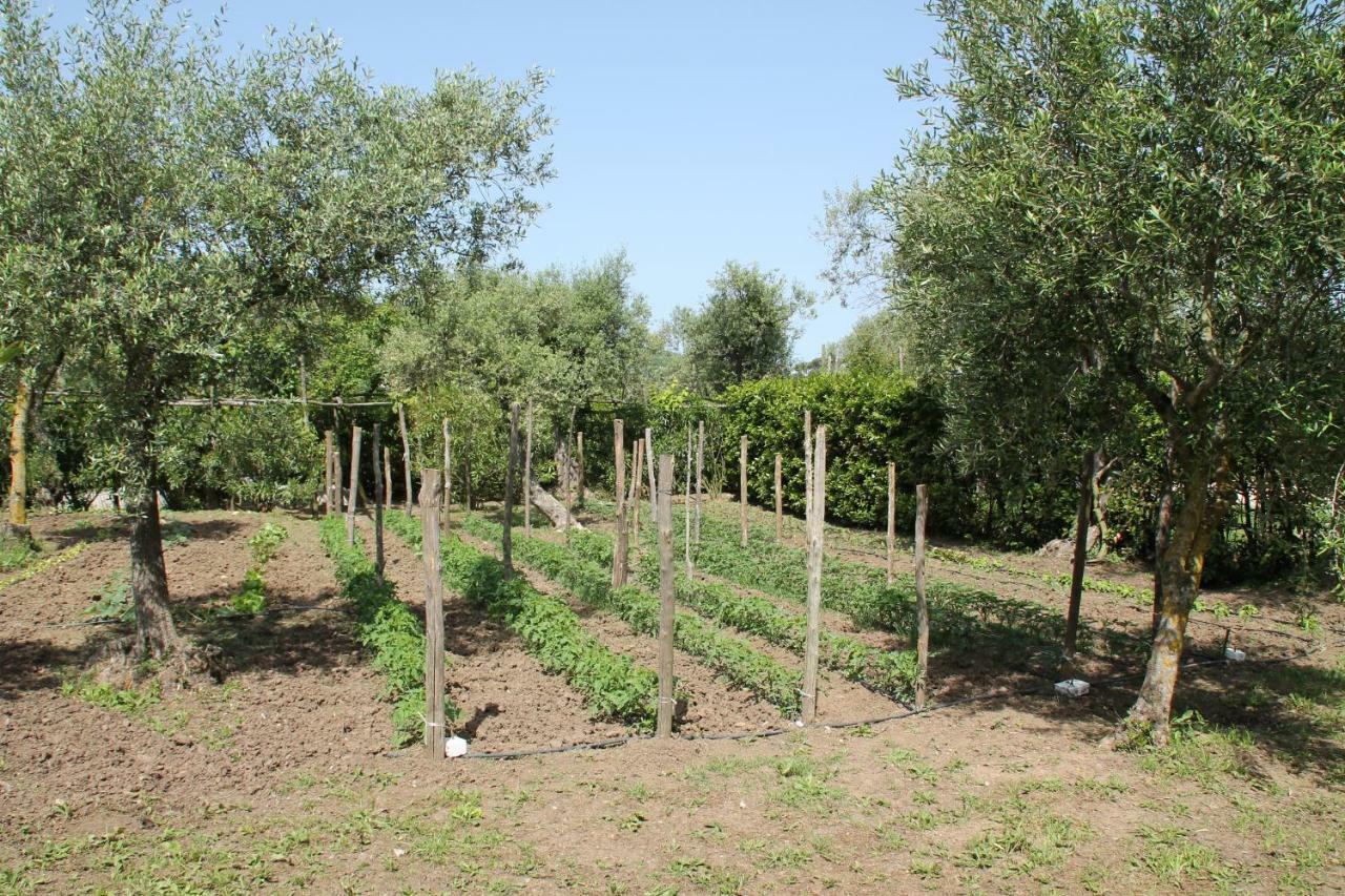 Agriturismo Piccolo Paradiso Piano di Sorrento Buitenkant foto